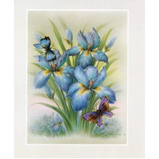 PRINT ROB POHL COLLECTION Iris B